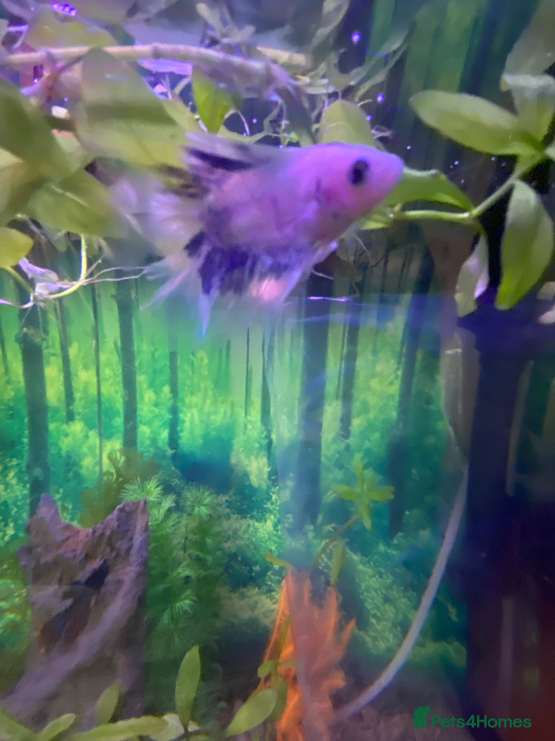 Bettas fish for sale: Stunning male betta blue/white colour  - Image 2