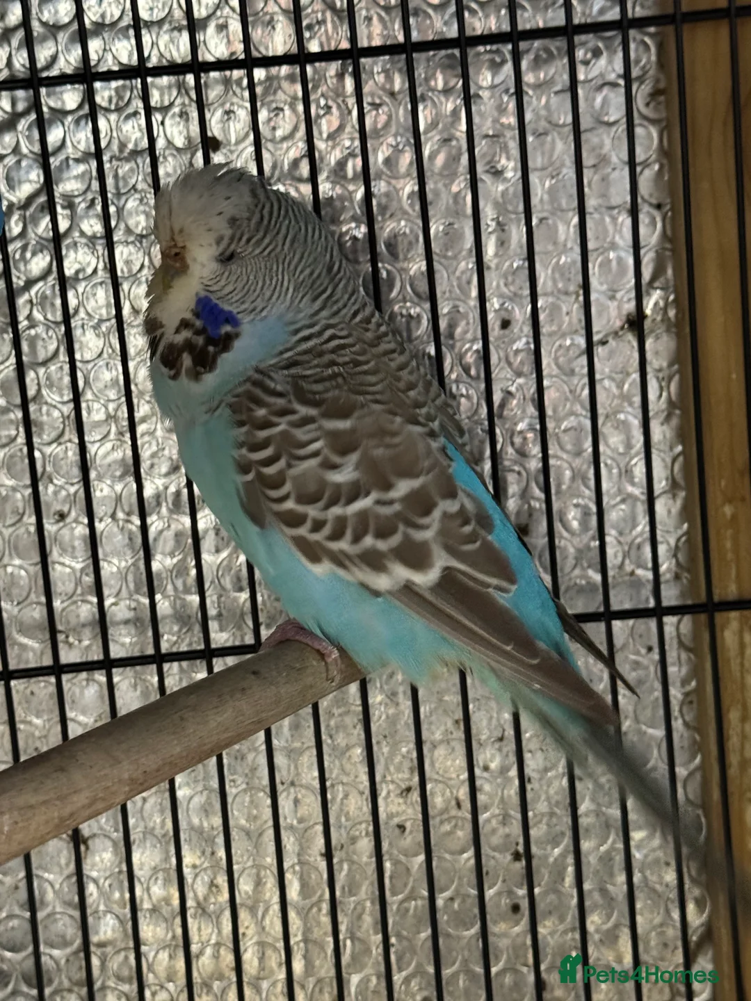 Mixed Breed birds for sale: Zebra Finches  - Advert 3