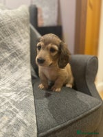 Miniature Dachshund dogs English Cream KC Reg PRA Clear Mini Dachshund - Advert 8