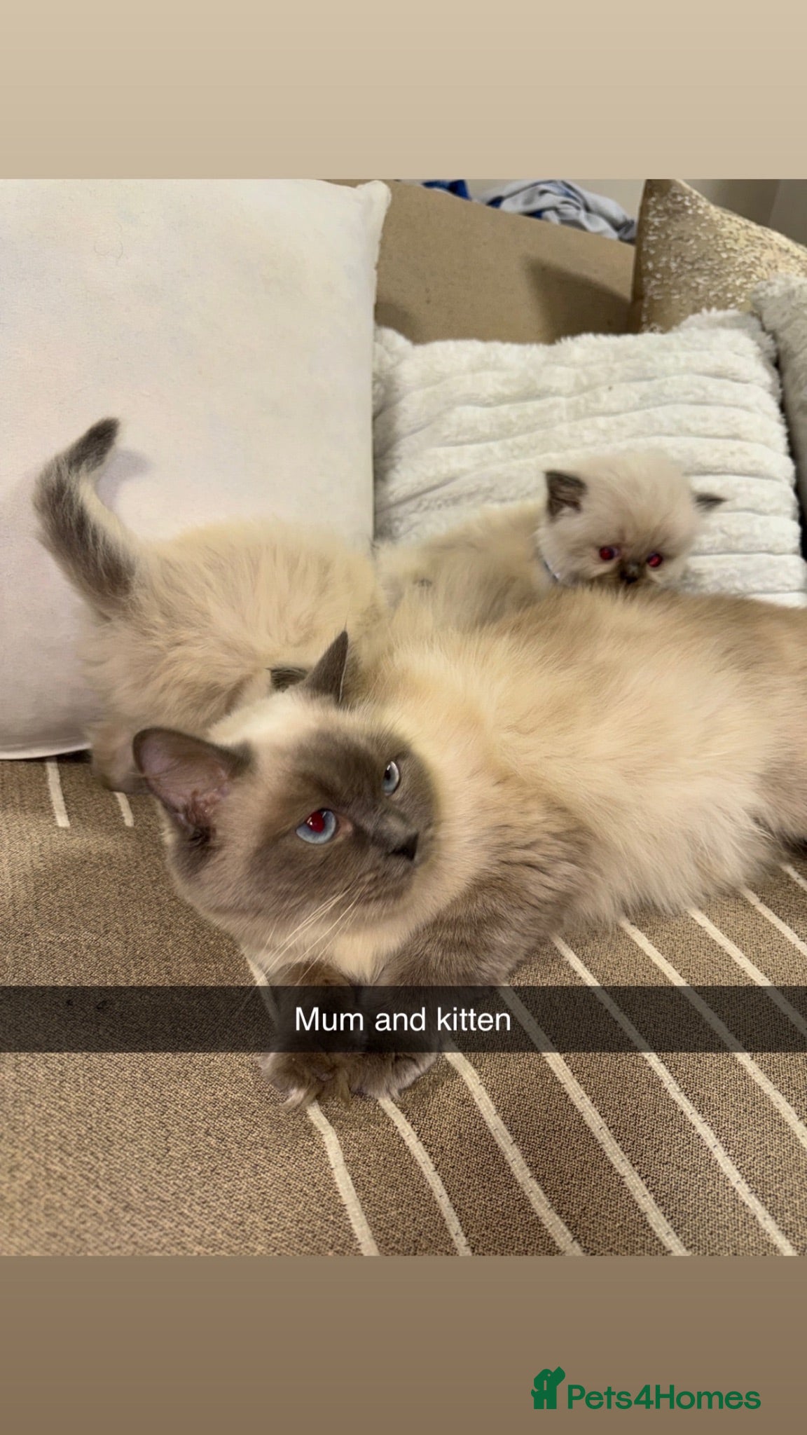 Ragdoll cats for sale: Cute ragdolls for sale  - Advert 1