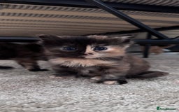 Domestic Shorthair cats for sale: 4 beautiful kittens  - Image 2