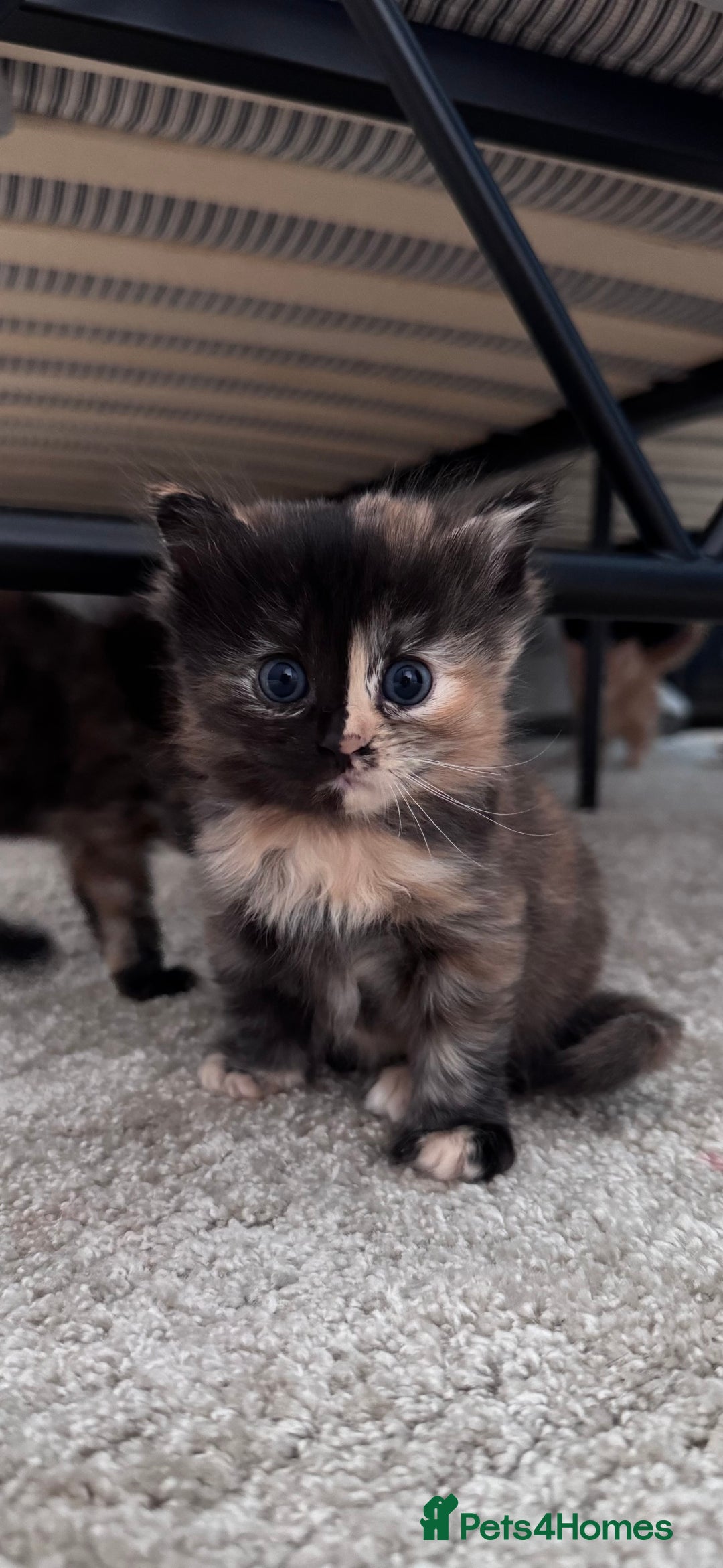 Domestic Shorthair cats for sale: 4 beautiful kittens  - Image 2