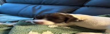 English Springer Spaniel 5