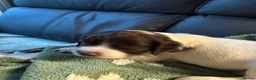 English Springer Spaniel dogs for sale: Beautiful litter 9 English Springer Spaniel pups - Advert 35