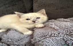 Ragdoll cats for sale: Half breeds - Image 7