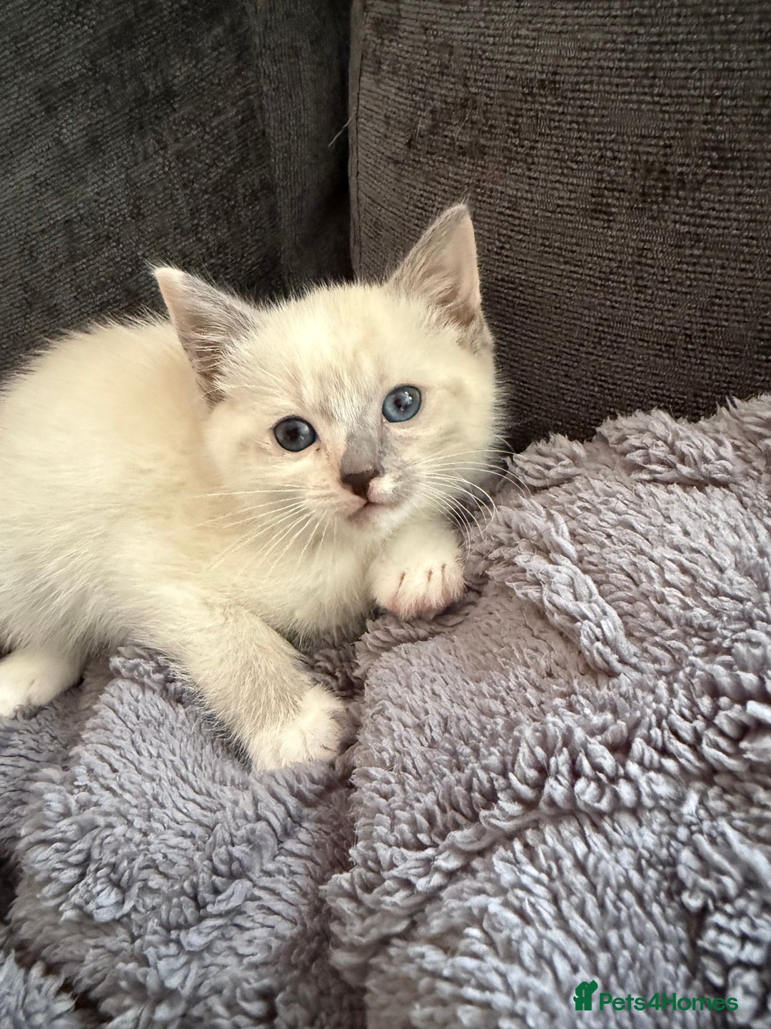 Ragdoll cats for sale: Half breeds - Image 7