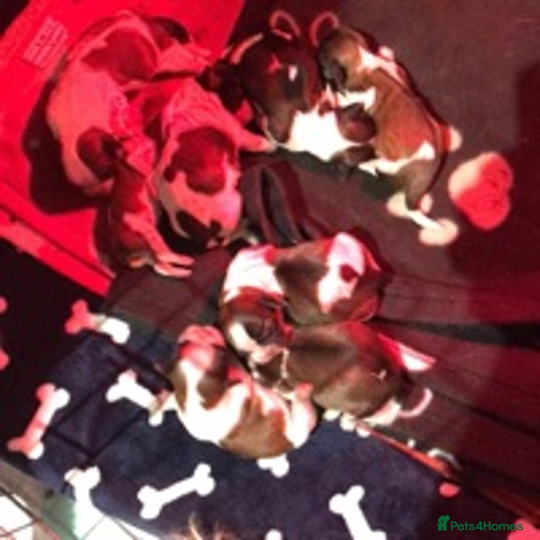 Shih Tzu dogs for stud: KC Registered stud  in Cullompton - Advert 15