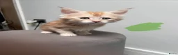 Maine Coon cats for sale: 14 kittens 🐱 Ready to leave now  - Advert 13