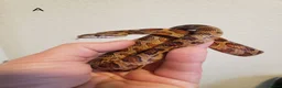 Corn Snake reptiles for sale: Juvenile corn snakes in Doncaster - Advert 3