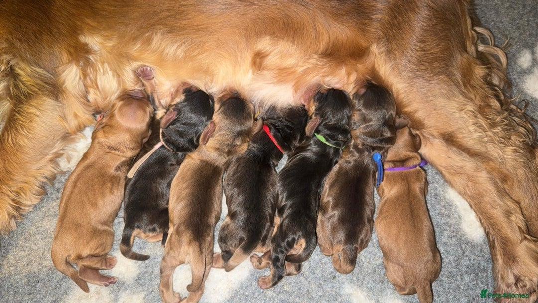 Cocker Spaniel dogs for sale: KC Reg Show Cocker Spaniel Puppies  - Advert 1