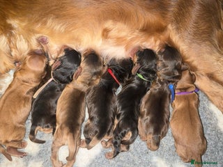 Cocker Spaniel dogs KC Reg Show Cocker Spaniel Puppies - Advert 4