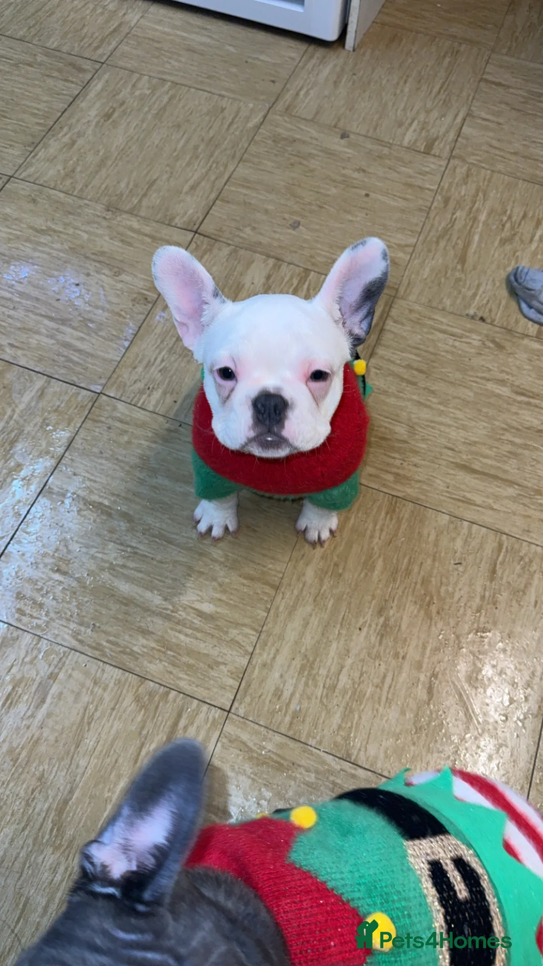 French Bulldog dogs for sale: 2 female French Bulldog –14 weeks old💙 🐾 - Advert 14
