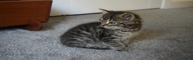 Timmy