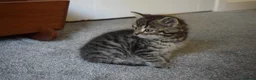 Mixed Breed cats for sale: 5 Beautiful Kittens Looking for Forever Homes - Advert 3