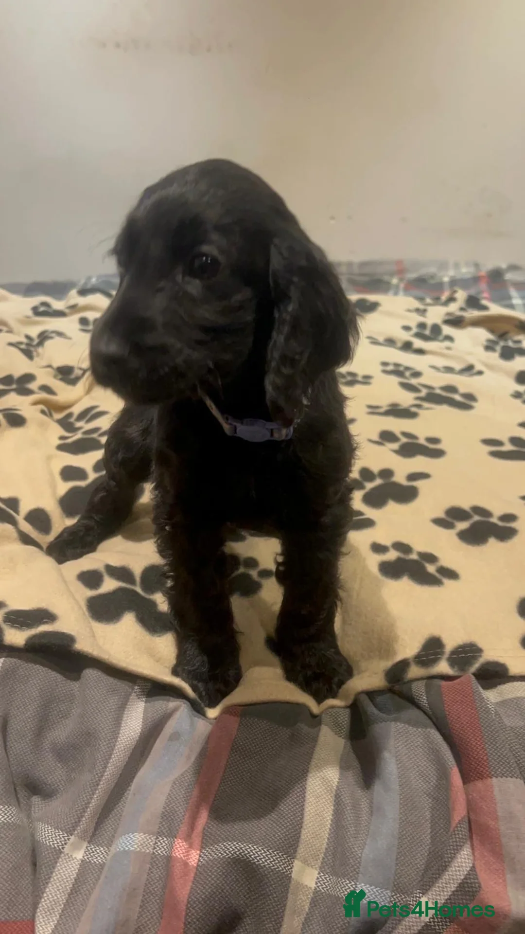 Cockapoo dogs for sale: Cocker spaniel/ cocapoo  - Advert 16