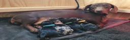 Dachshund dogs for sale: 2 boys remaining  - Advert 4