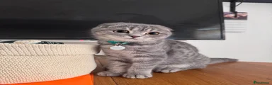 Scottish Fold 1