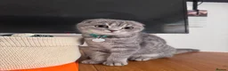 Scottish Fold cats for sale: Scottish fold female  - Advert 2