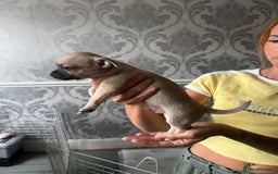 Chihuahua dogs for sale: 3 Gorgeous Chihuahua pups  - Image 2