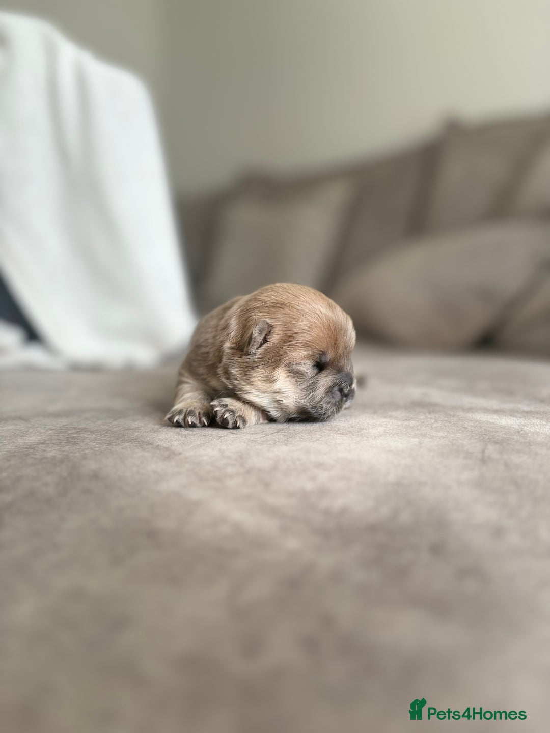 Chow Chow dogs for sale: Champion pedigree chow chow puppies in Northampton - Image 10