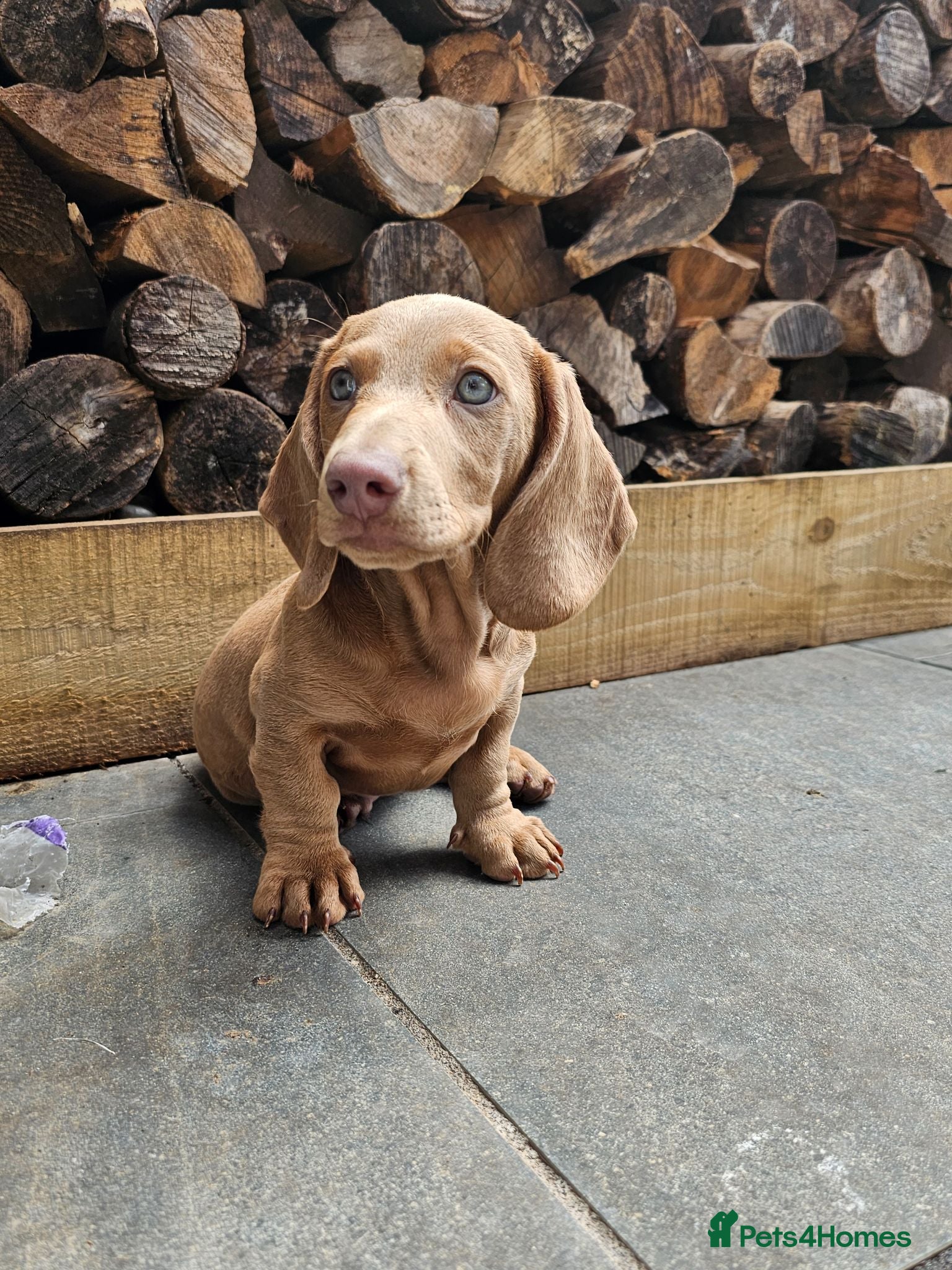 Miniature Dachshund dogs Miniature Dachshunds KC reg *Ready to leave now* - Advert 20