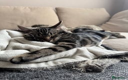 Mixed Breed cats for sale: Bella 9months old  - Image 5