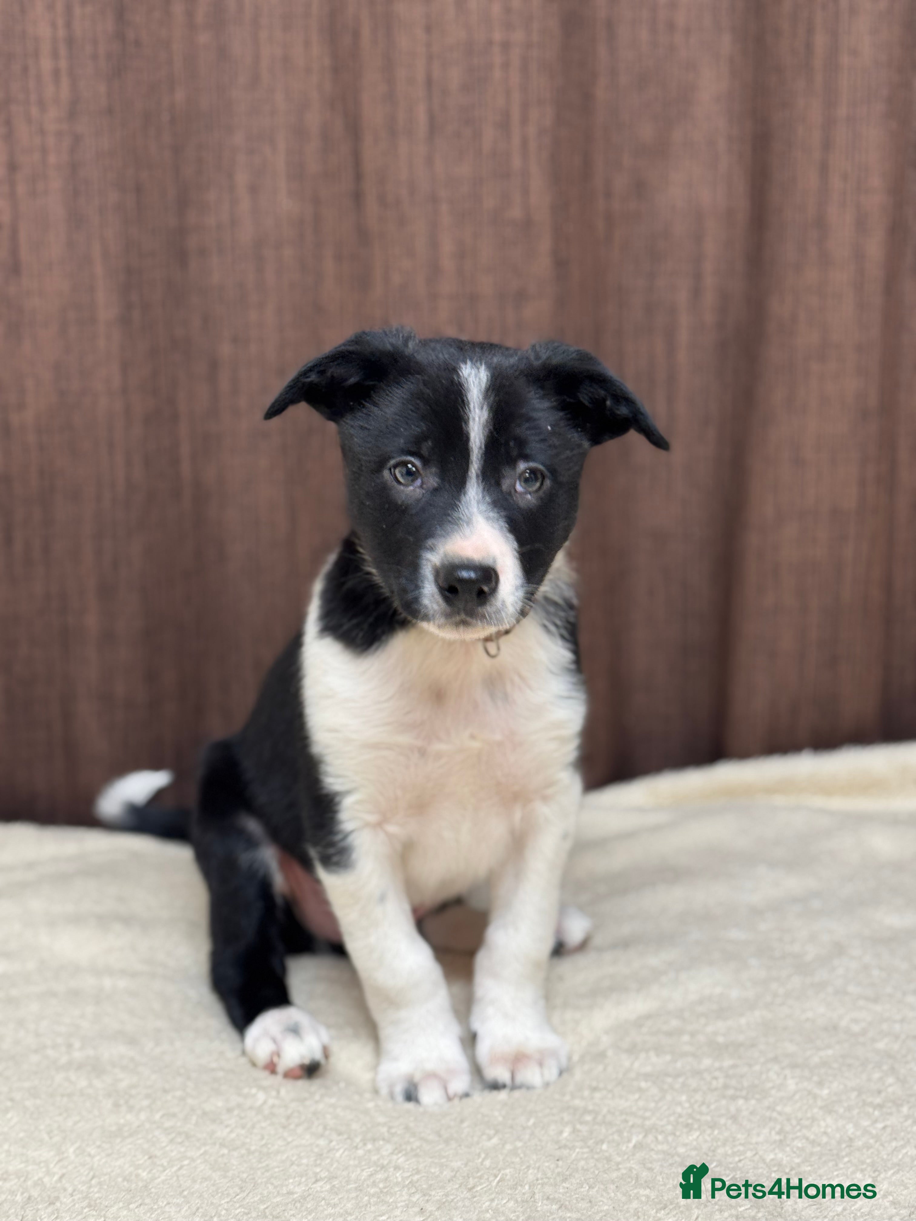 Border Collie dogs Border Collie Puppies (one male available) - Advert 19