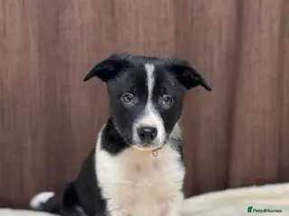 Border Collie dogs Border Collie Puppies (one male available) - Advert 19
