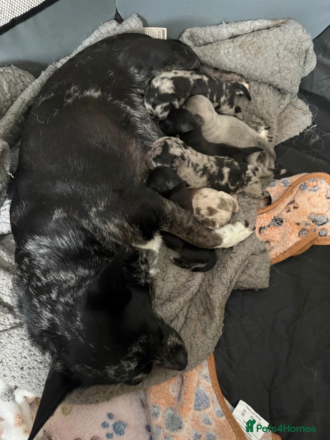Chihuahua dogs for sale: 🐾 Stunning Chihuahua Puppies Available 🐾 - Advert 1