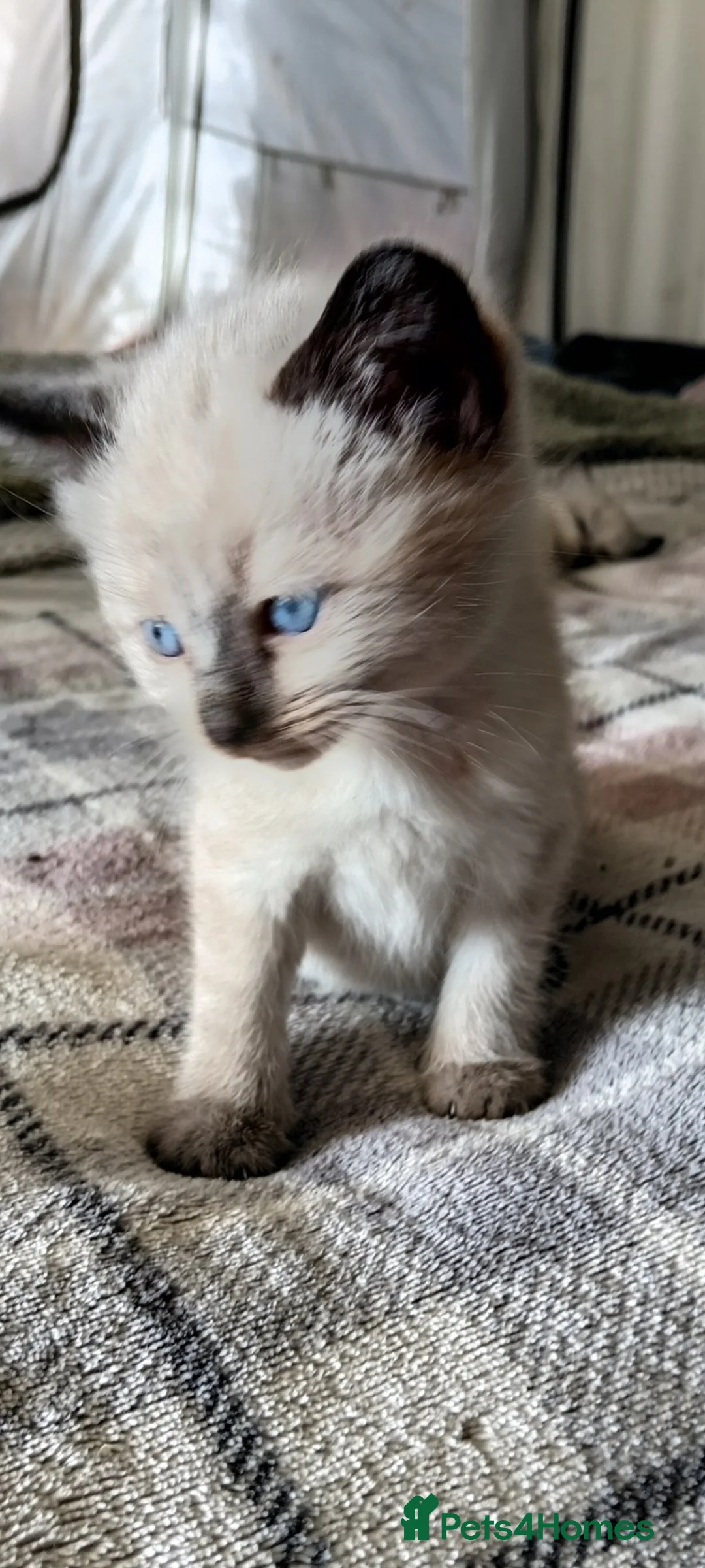 Mixed Breed cats for sale: ragdoll x maine coon mix breed kittens - Advert 1