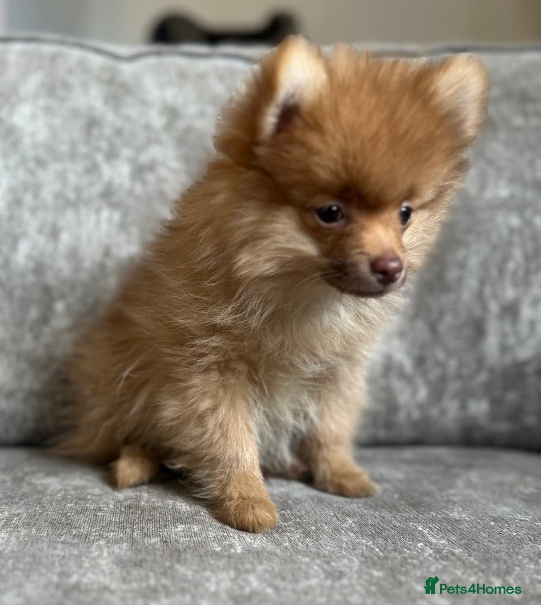 Pomeranian dogs for sale: Adorable Pom puppies 💙❤️ - Image 10