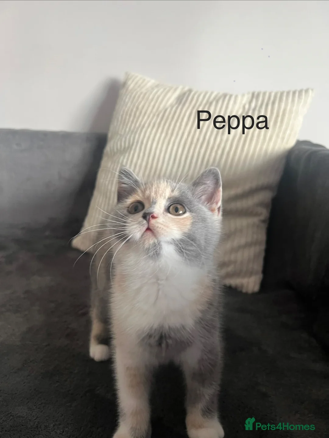 British Shorthair cats for sale: British Shorthair kittens, registered  - Advert 1