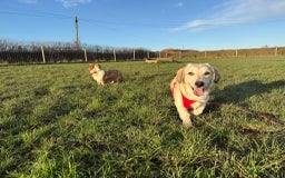 Mixed Breed dogs for adoption: ROXANNE - Advert 2