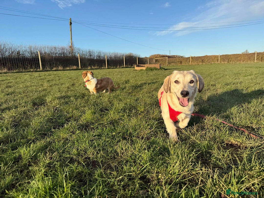 Mixed Breed dogs for adoption: ROXANNE - Advert 2