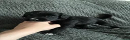 Mixed Breed dogs for sale: 🐾🐶10 stunning Cocker collies🐶🐾 in Morpeth - Advert 5