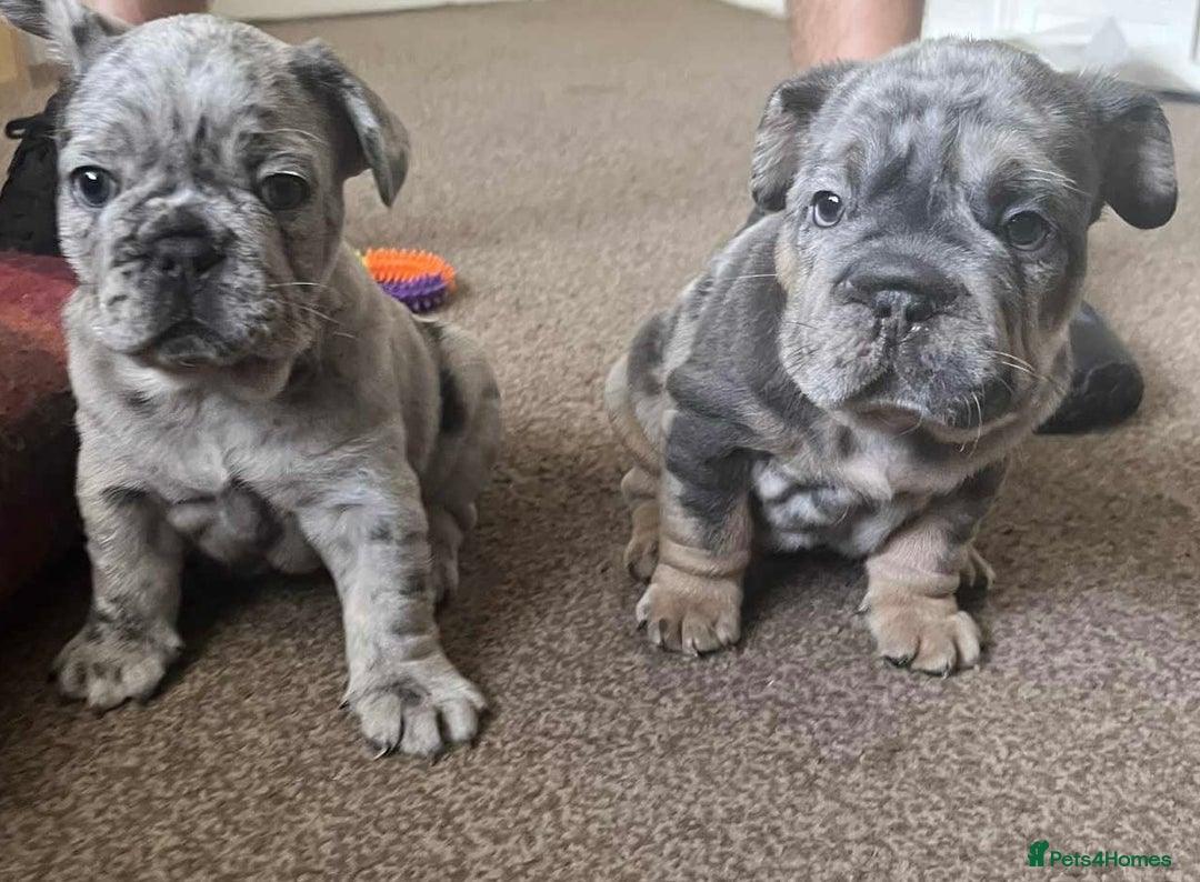 French Bulldog dogs for sale: Only 3 boys left, 5⭐️KC frenchies carrying fluffy  - Image 17