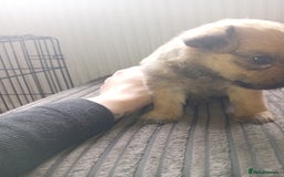 Mixed Breed dogs for sale: Patterdale mix - Image 10