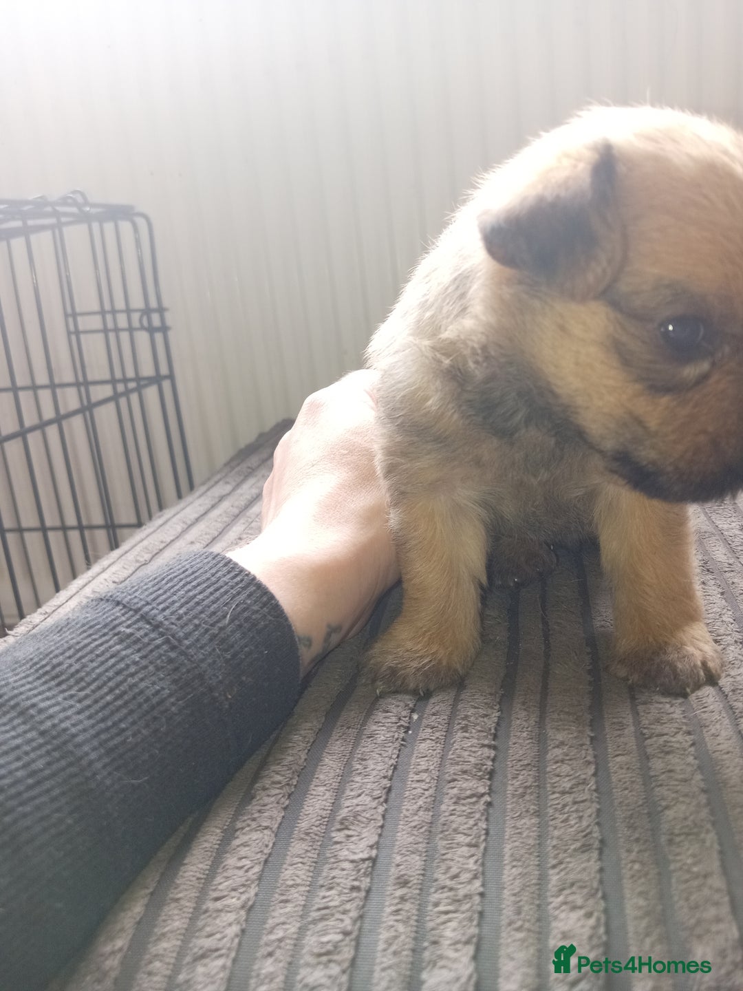Mixed Breed dogs for sale: Patterdale mix - Image 10