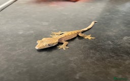 Gecko reptiles for sale: Crested Gecko babies available  - Advert 5