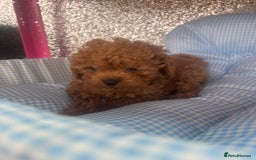 Cavapoo dogs for sale: F1 b cavapoo puppies 🐶  - Image 4