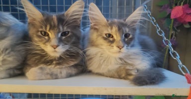 Maine Coon cats in Great Missenden - Advert 13