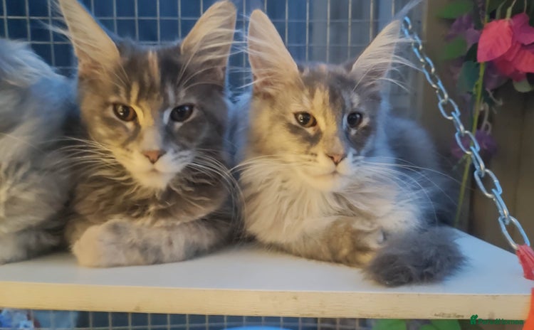 Maine Coon cats in Great Missenden - Advert 14