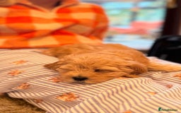 Australian Labradoodle dogs for sale: WALA Reg Apricot Australian Labradoodle Ready Now! - Image 6