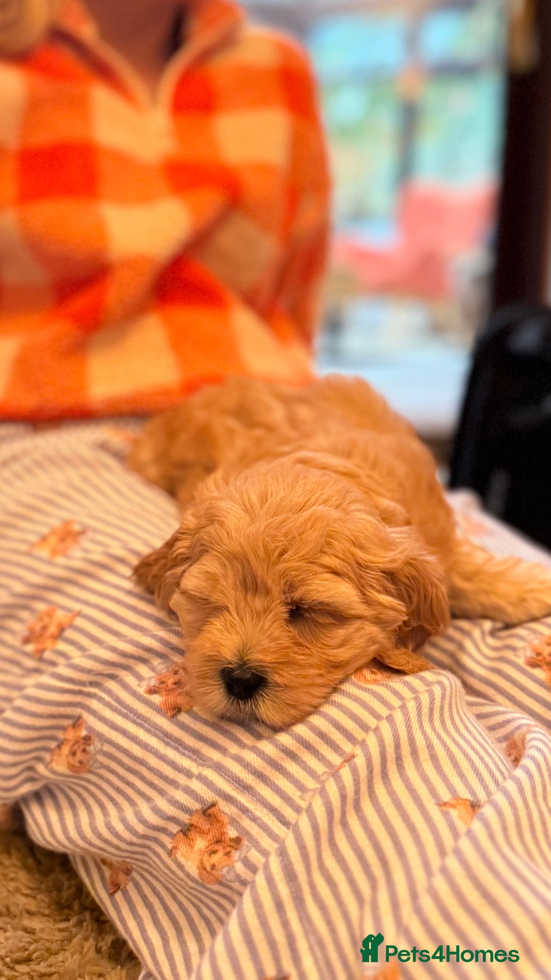 Australian Labradoodle dogs for sale: WALA Reg Apricot Australian Labradoodle Ready Now! - Image 6