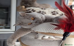 British Shorthair cats for stud: GCCF Champion Stud  in Derby - Image 6