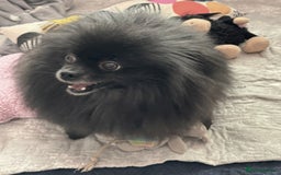 Pomeranian dogs for adoption: Naomi’s Story: A Tiny Life Saved - Image 6