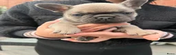 French Bulldog dogs for sale: French Bulldogs  in Oldham - Advert 3