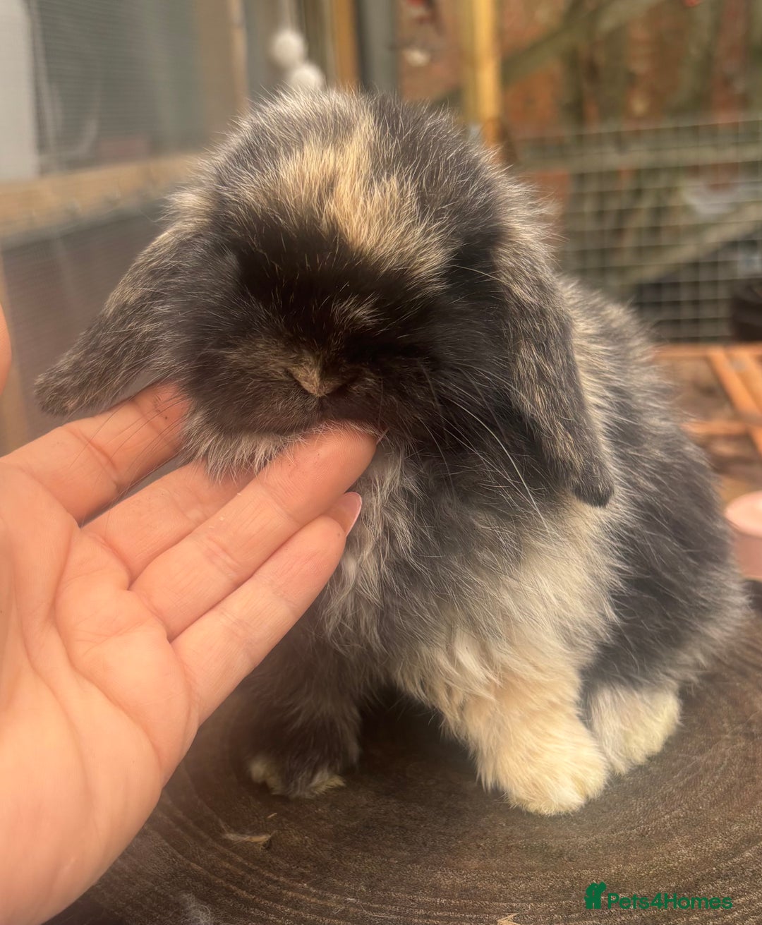 Mini Lop rabbits for sale: PURE BRED mini lops  - Advert 7