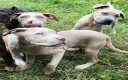 Mixed Breed dogs for sale: Cane Corso/Presa Canario Molloser dogs  - Image 11