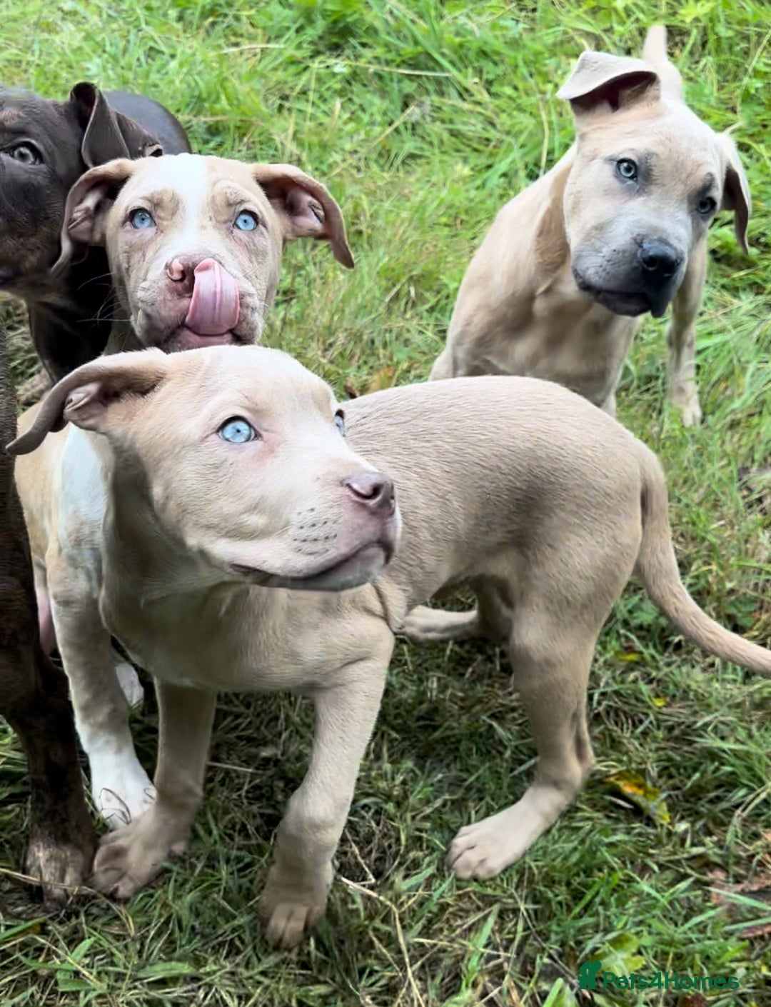 Mixed Breed dogs for sale: Cane Corso/Presa Canario Molloser dogs  - Image 11